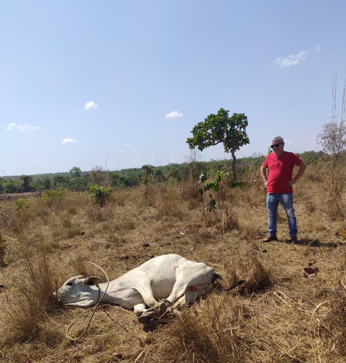 Fazendeiro recupera gado após cerca de 30 animais serem furtados