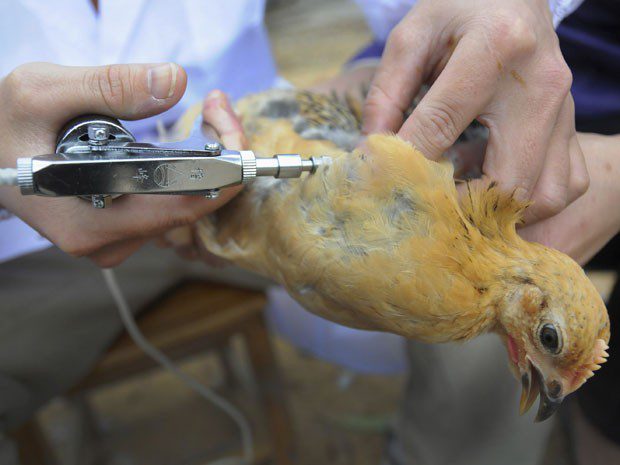 Pará decreta estado de emergência zoossanitária por causa da gripe aviária
