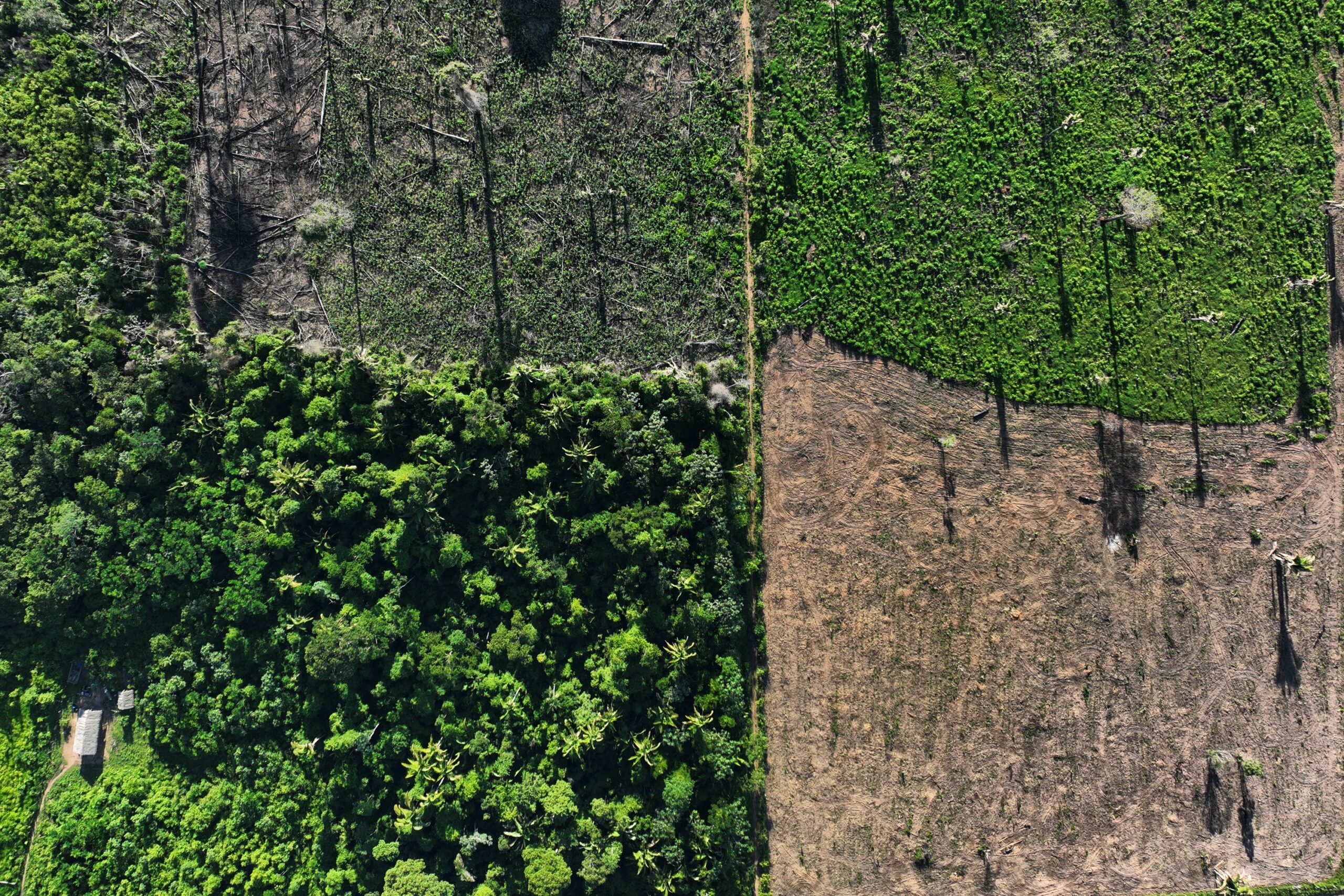 Com dados preliminares, alertas de desmatamento na Amazônia caem 71% em agosto