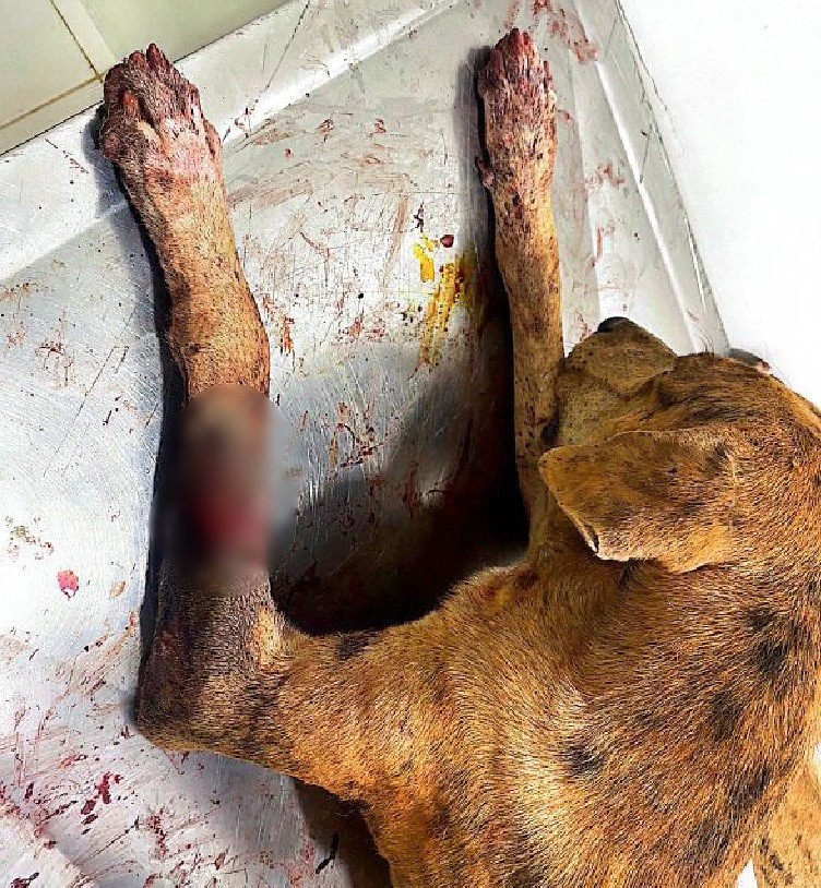 Cachorro caramelo ataca policial no meio da rua e é baleado de raspão, no Sul de Roraima