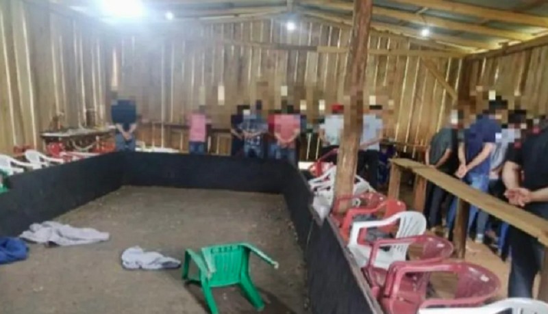 50 galos são resgatados de rinha no Paraná; 30 suspeitos foram multados em mais de R$ 140 mil, segundo PM
