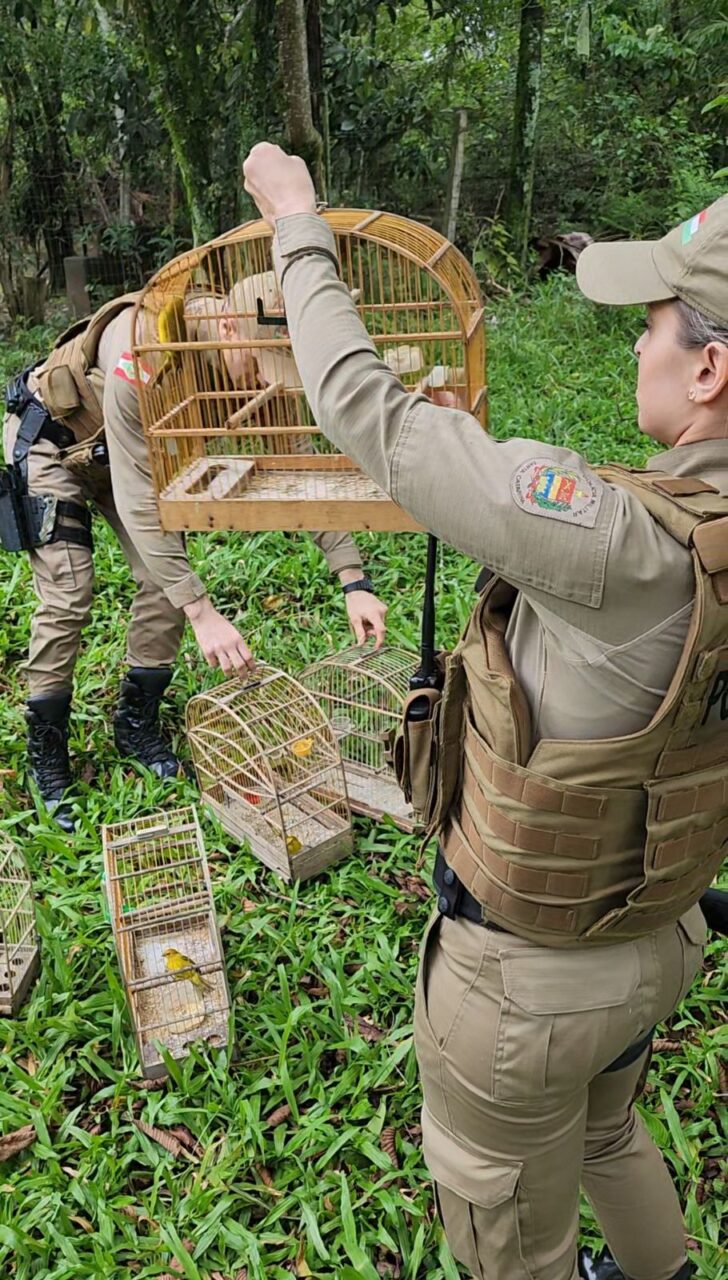 Polícia solta pássaros silvestres mantidos em cativeiro em Criciúma